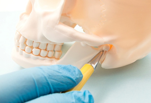 Gloved hand pointing at jaw joint of plastic skull